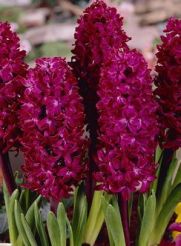 Velvet Red Potted Hyacinths